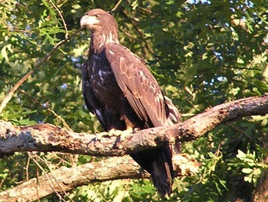 young eagle